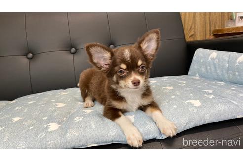 成約済の兵庫県のチワワ(ロングコート)-183481の11枚目